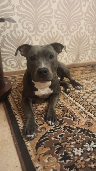 АМСТАФ, вязка, шукаємо наречену