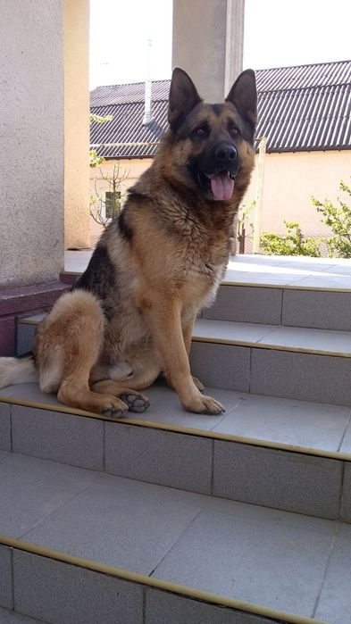 Пес (кобель) німецька вівчарка на в'язку (кабель овчарка на злучку)