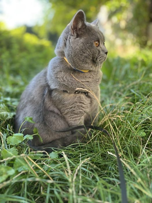 Котик для вʼязки, британець