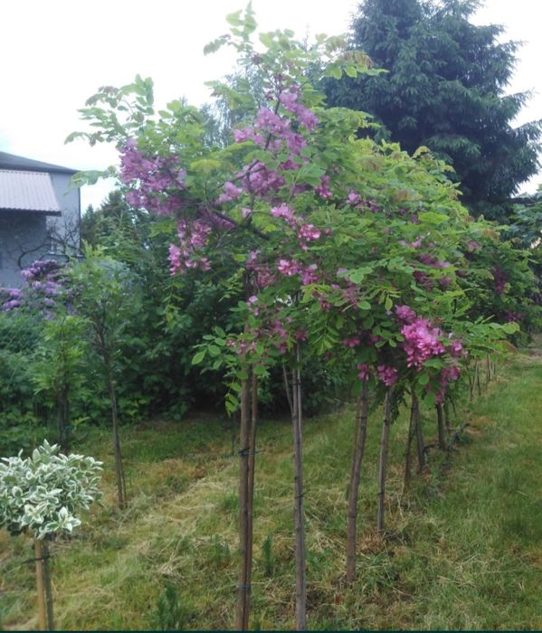 Sprzedam Drzewka ozdobne Okazja!