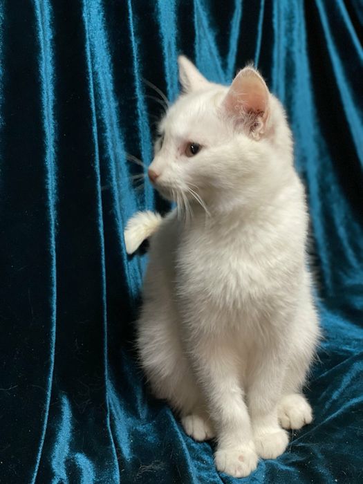 Отдам даром в добрые руки белоснежного котика метис ангоры