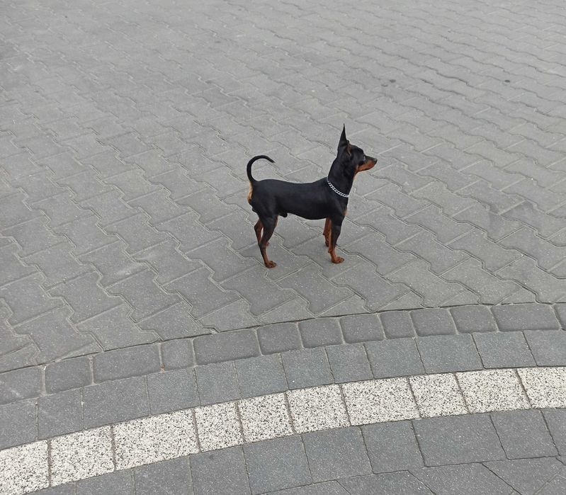 PINCZER xxs miniaturowy ratlerek szczenię PIESEK mini
