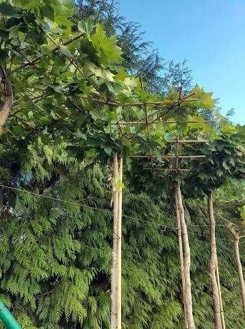 Platan rozłożony na parasol