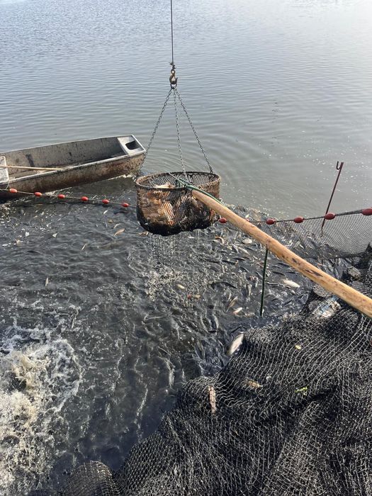 Lin hodowlany / do zarybienia