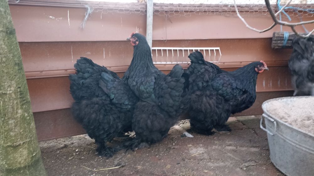 Продам кохінхінів