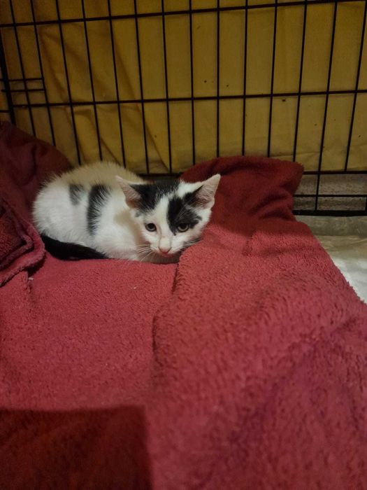 Gatinhos bebés para adoção consciente