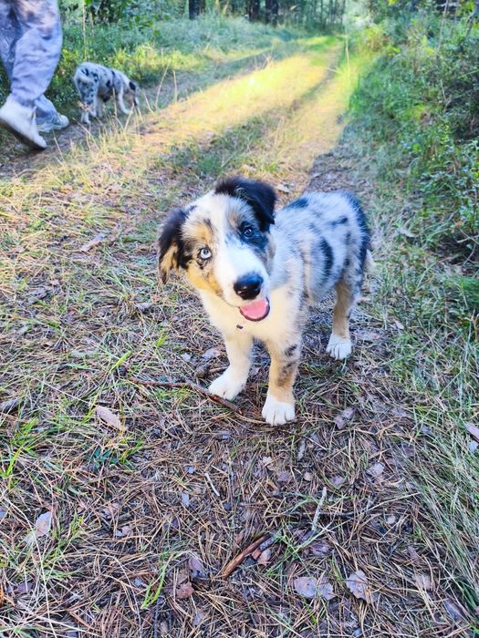 Border Collie - pies który kradnie serca