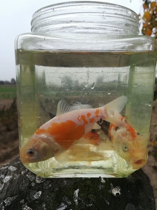 amur (czyściciel )