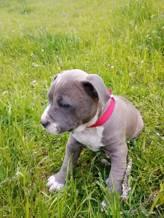 Suka amstaff american Staffordshire terrier - rezerwacja do 14 czerwca