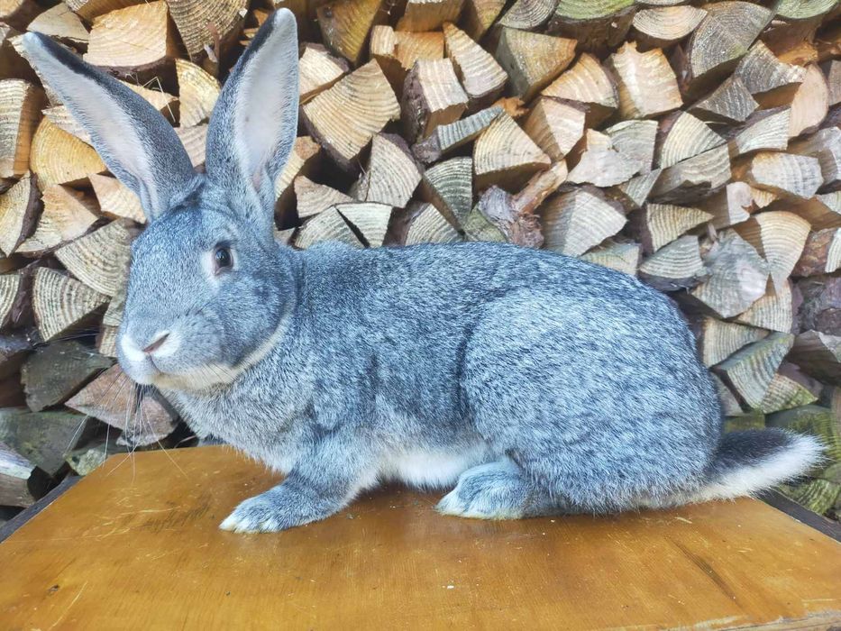 Кролі породи Шиншила. Німецький строкатий велетень.