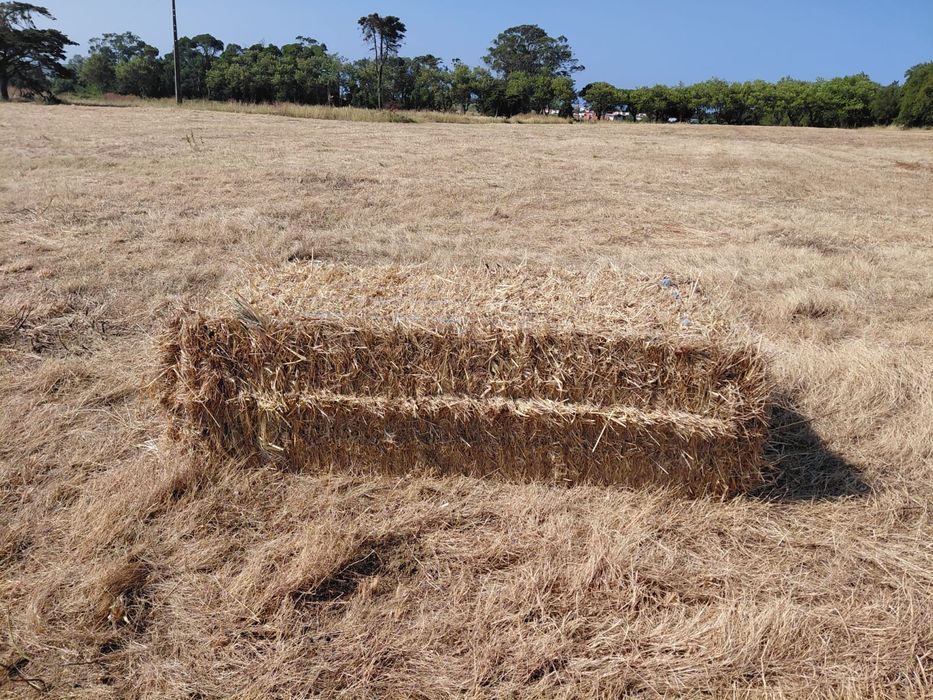 Fardos de feno grandes