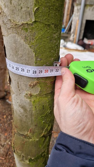 Platan Klonolistny duże drzewa 8 metrów.