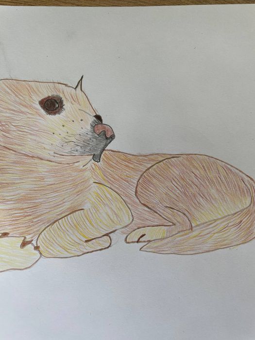 Рисую животных на заказ