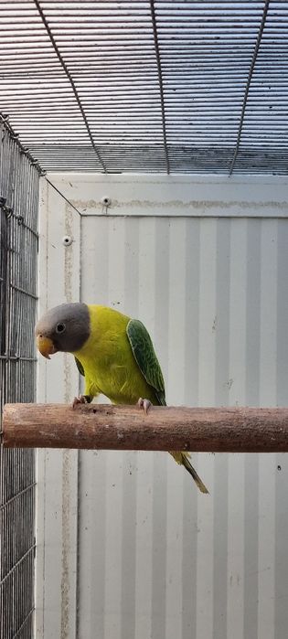 Cabeça de Ameixa Opalina/Diluido//Pastel 25