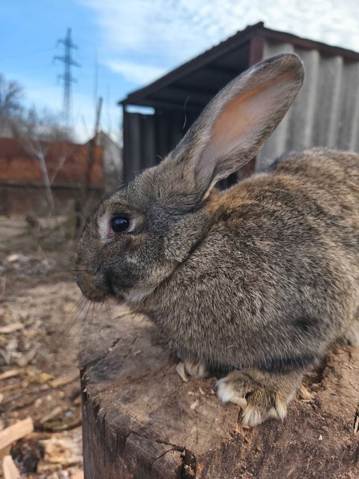 Кролики, кролички