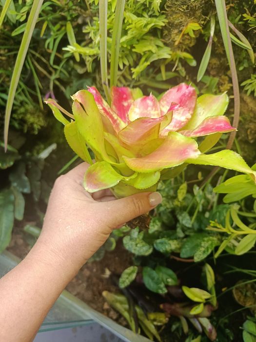 Неорегелія Neoregelia sp mini