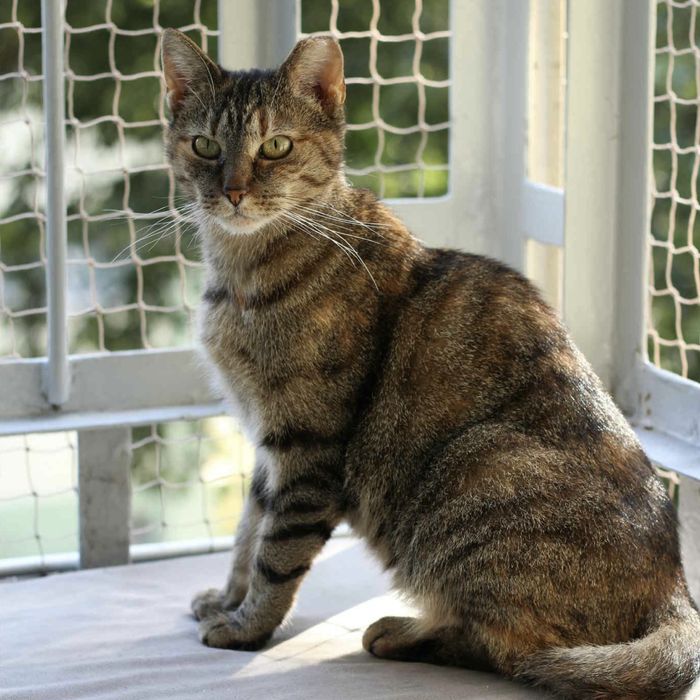 Buba bura kotka do adopcji