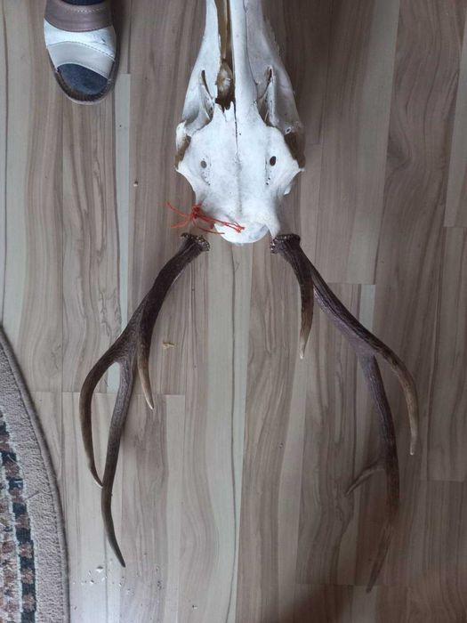 Poroże na sprzedaż