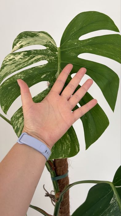 Monstera variegata 15 lisci 160 cm