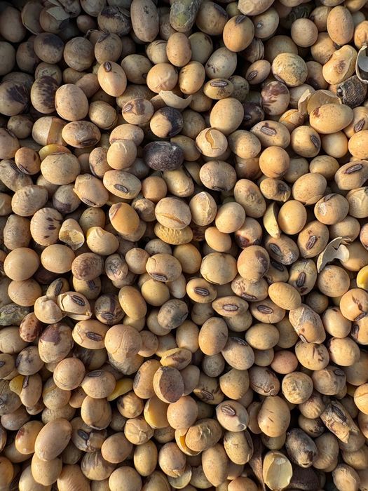 SOJA – ziarno wysokobiałkowe | czysta | pasza / siew