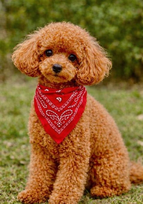 Maltipoo suczka, pudel toy-maltańczyk badania genetyczne