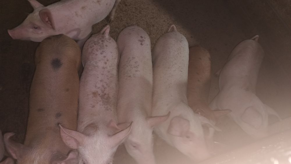 Продам поросят, трьохпородний гібрид, домашні, л*п*д