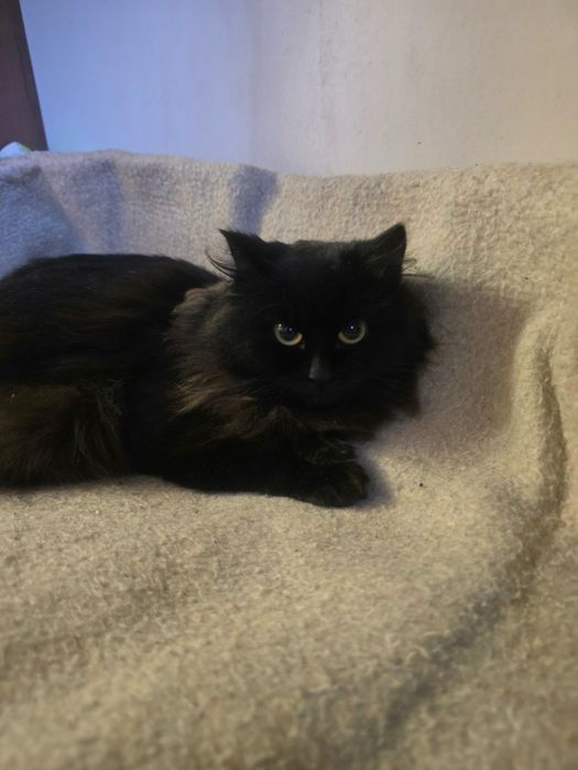 Кошеня кішка киця