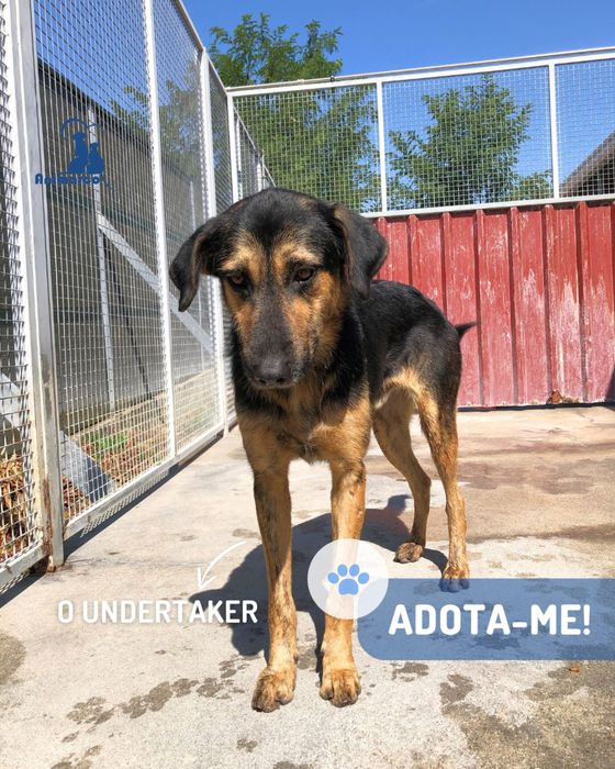 Undertacker - cao jovem porte grande