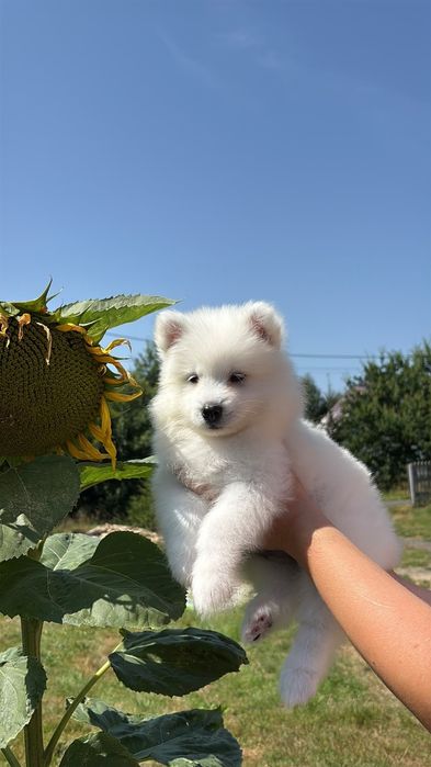 Suczka samoyed ZKwP