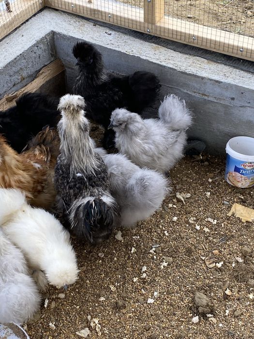 Koguty silki - nadwyżka