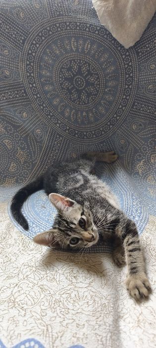 Gatinhos para adoção