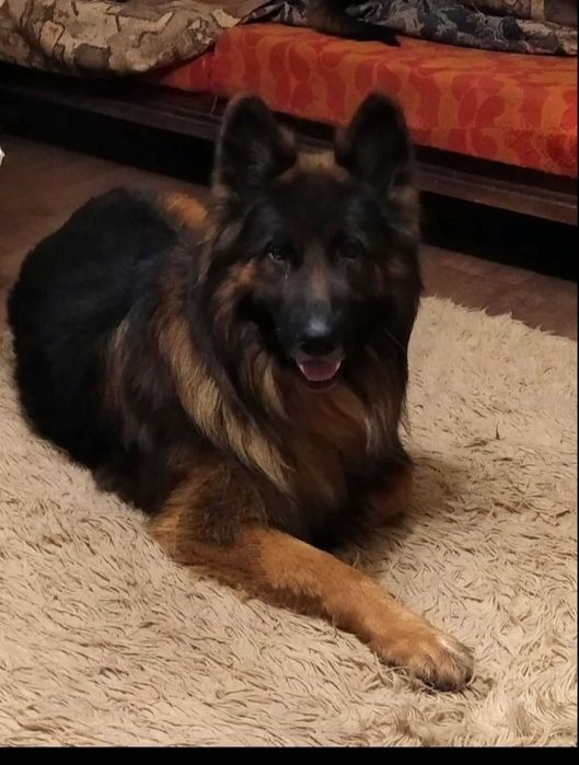 щенки с родословной от ярких и крупных родителей.