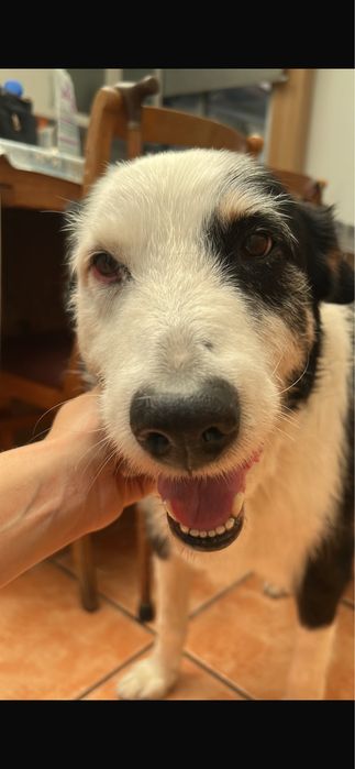 Cão para adoção responsável