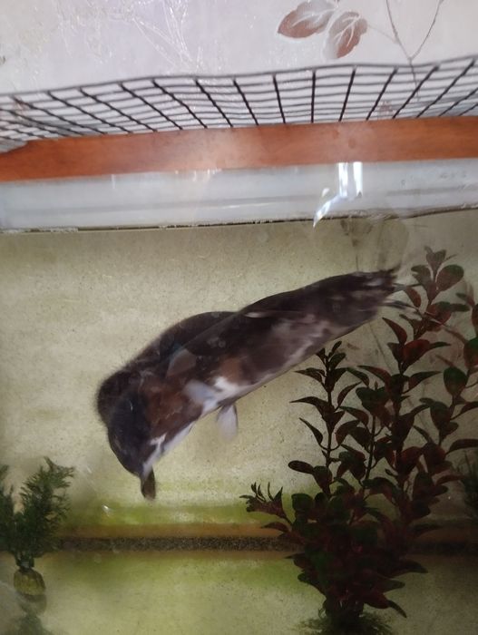 Акваріумний сомік