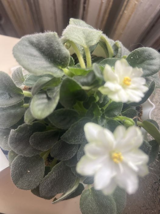 Кімнатна краса для душі