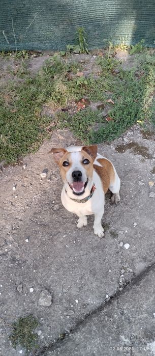 В'язка Джек Рассел