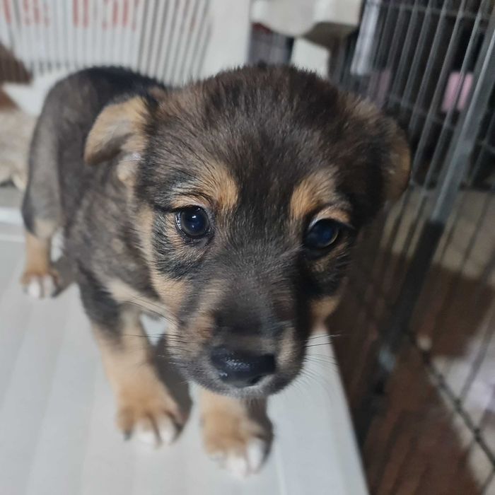 Szczeniaki małej mamy czekają na domy.