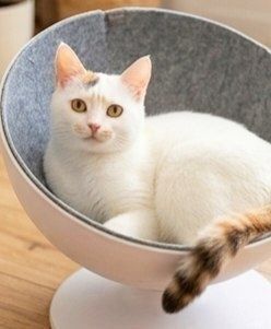 Котенок Веснушка 8 мес  ищет дом!