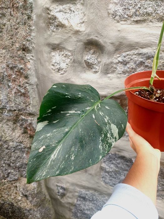 Planta Monstera albo variegata
