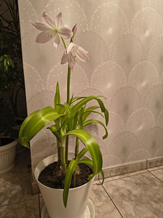 Kwiaty ponętlin/ krynia cebulowa