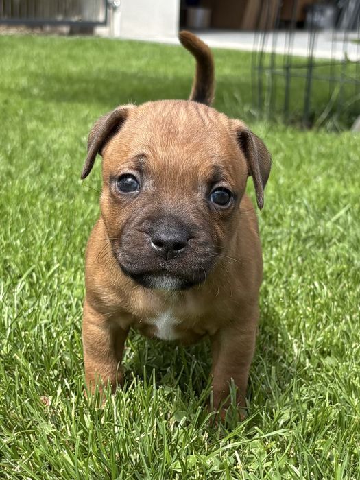 Szczeniak Staffordshire Bull Terrier, ZKwP