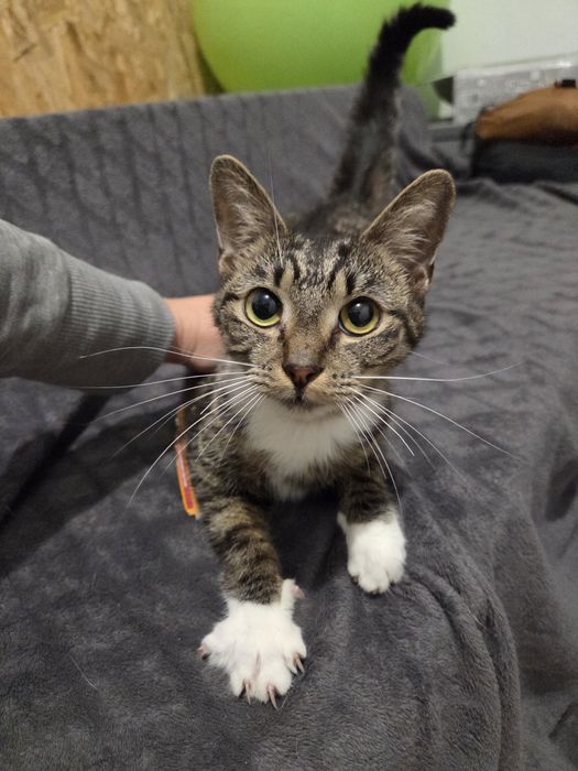 Delikatna urocza kotka do adopcji