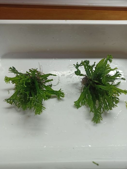 Аквариумные растения