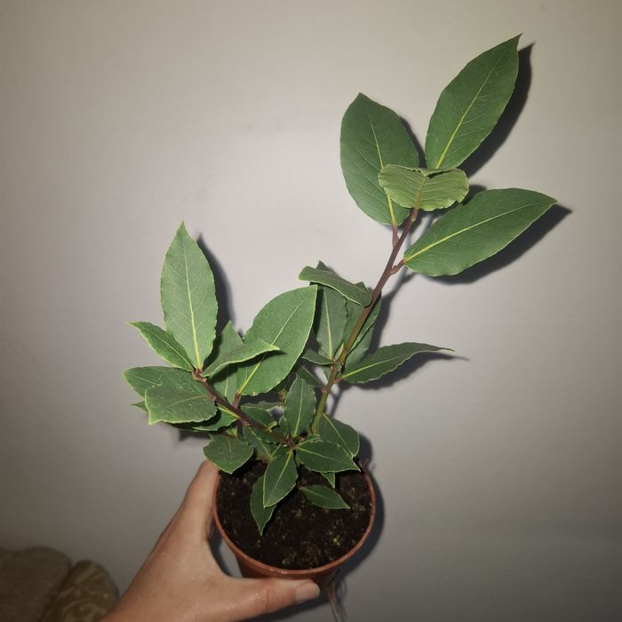 Фікуси різних сортів, лавр кімнатний