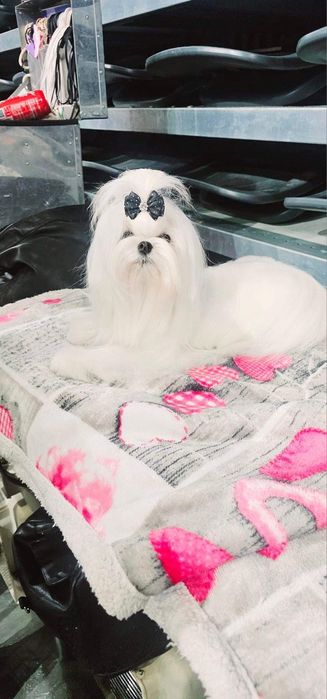 Maltańczyk piesek rodowód ZKWFCI