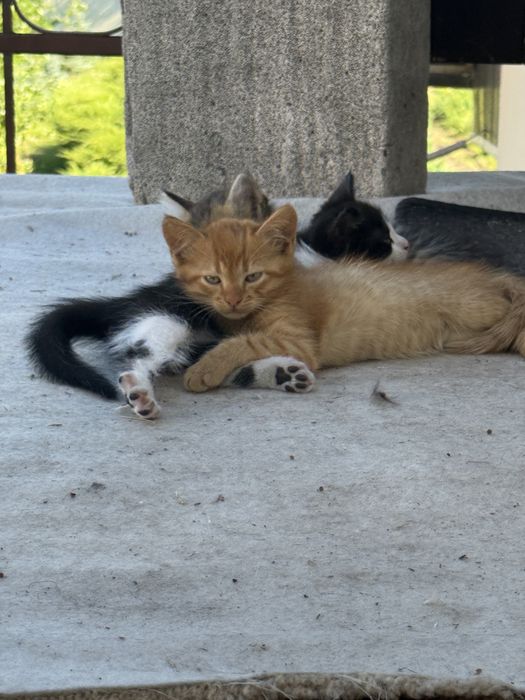 Кошенята безкошковно