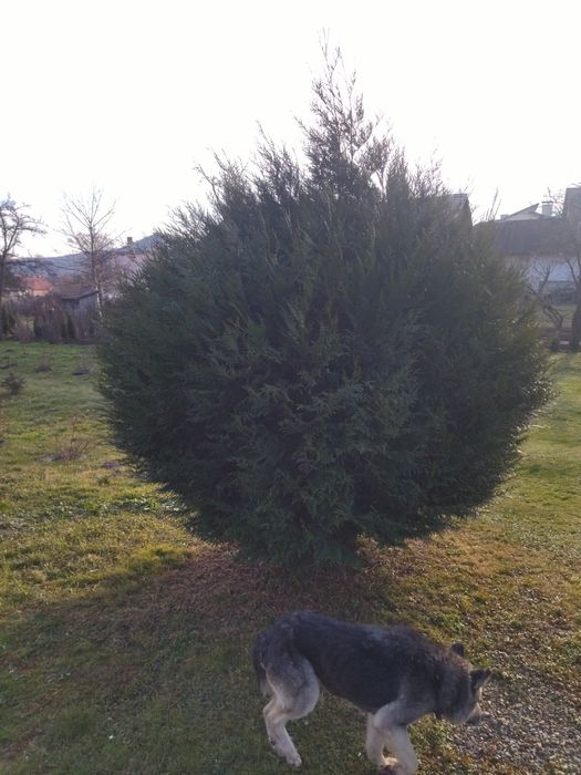 Туя, гігантська,,