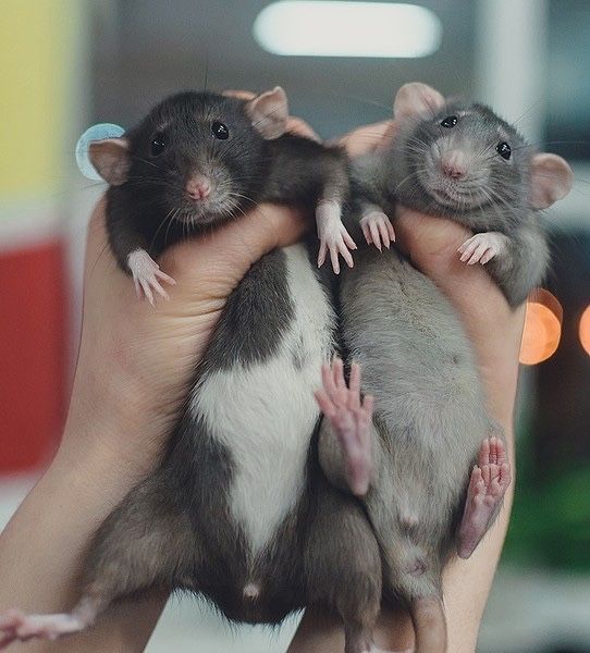 Крыски от 1 месяца | Разные окрасы, возраст