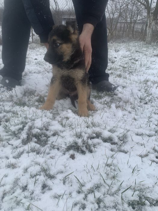 Продам щенят Німецької віччарки