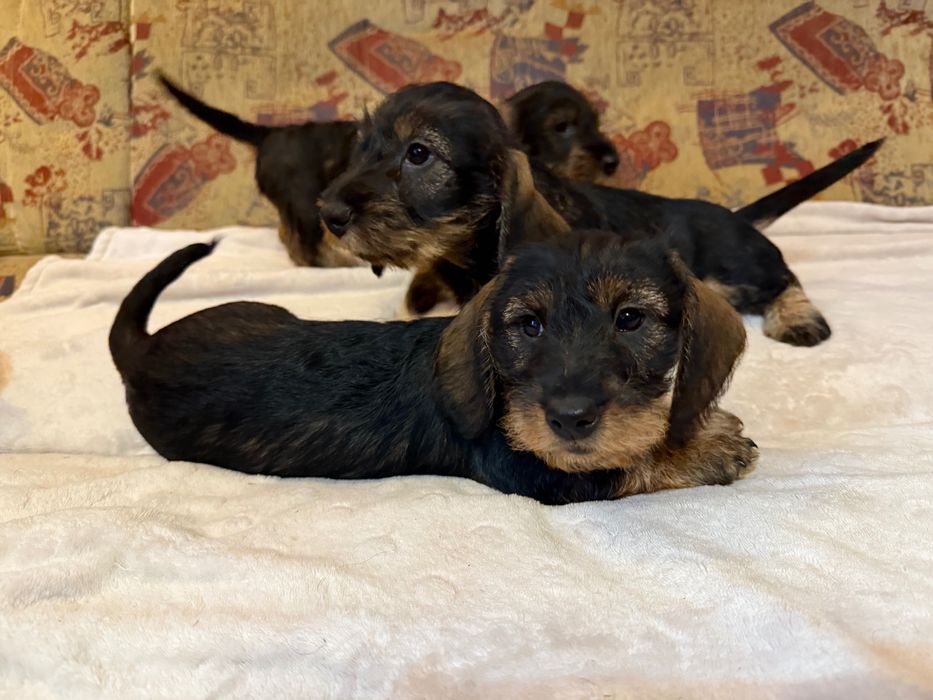 Jamnik szorstkowłosy piesek ur. 20.09.25